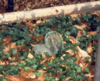 Squirrel in Zoo