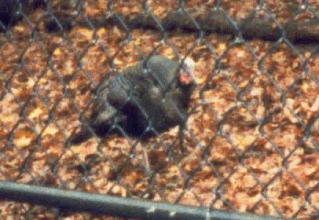 Bird in Zoo
