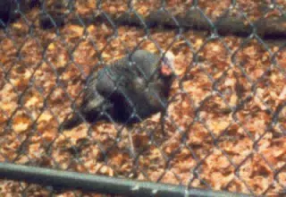 Bird in Zoo