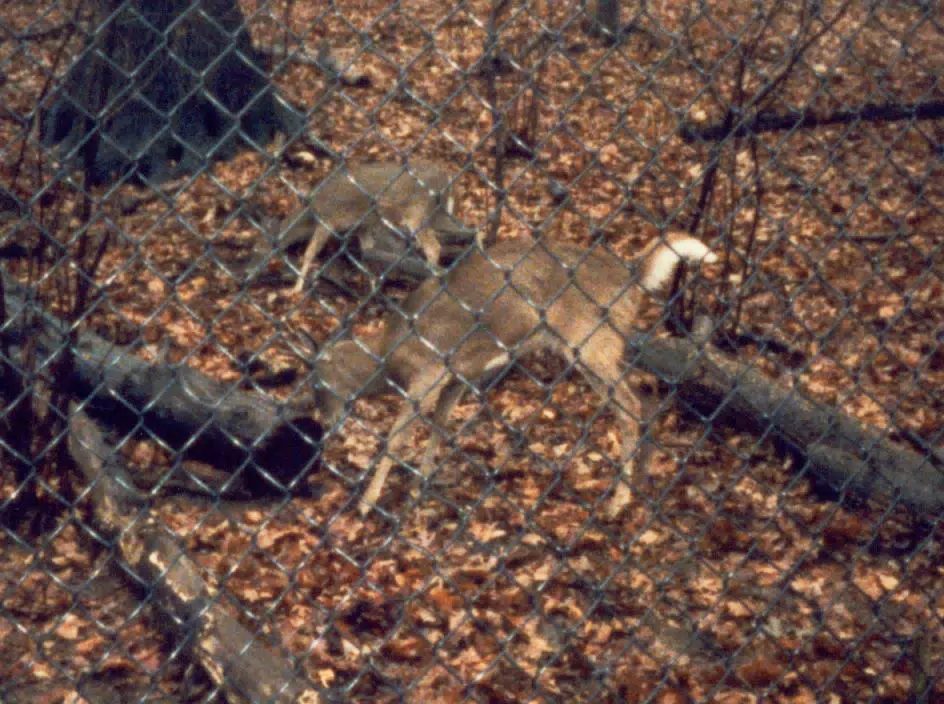 Animals in Zoo
