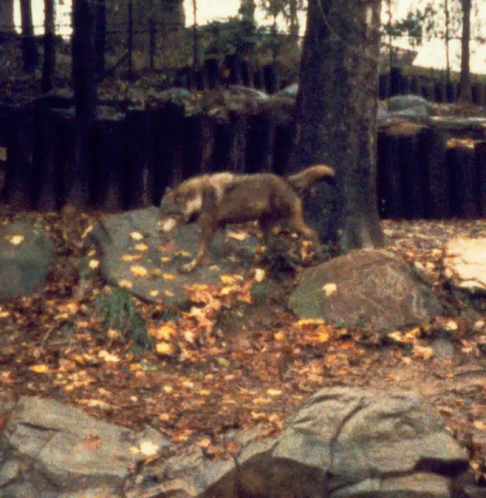 Wolf in Zoo