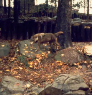 Wolf in Zoo