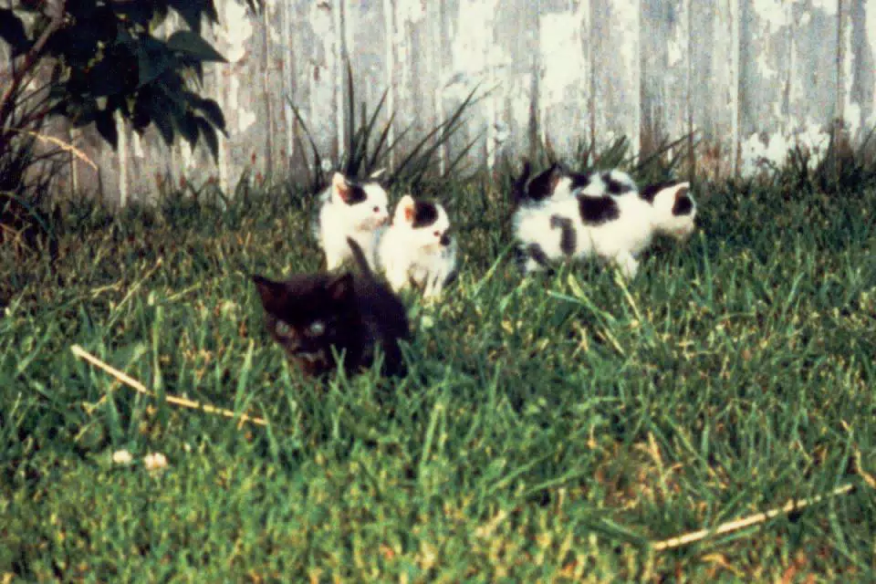 Kittens Playing in Yard