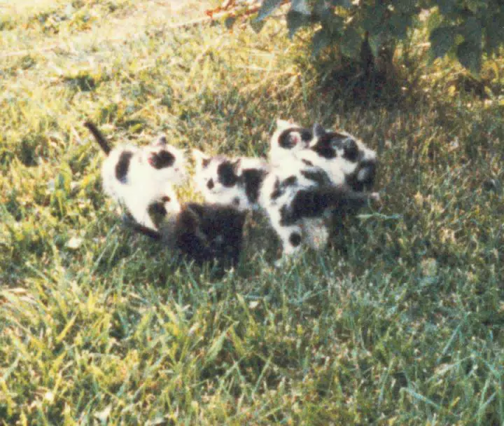 Kittens Playing in Yard
