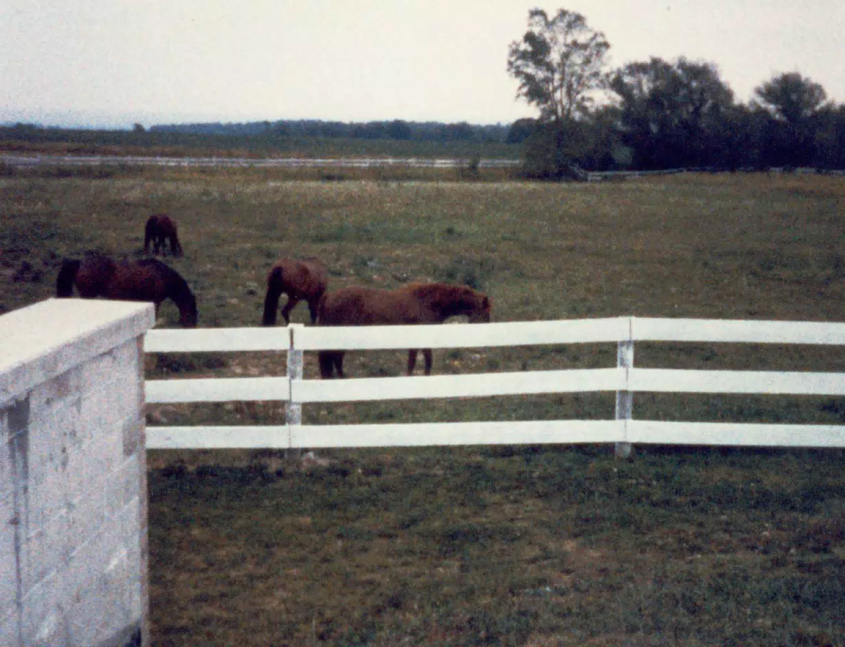 Horses in Pasture