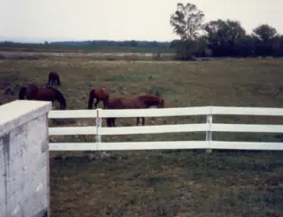 Horses in Pasture