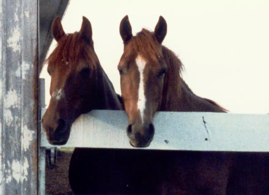Melody and Blaze