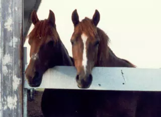 Melody and Blaze