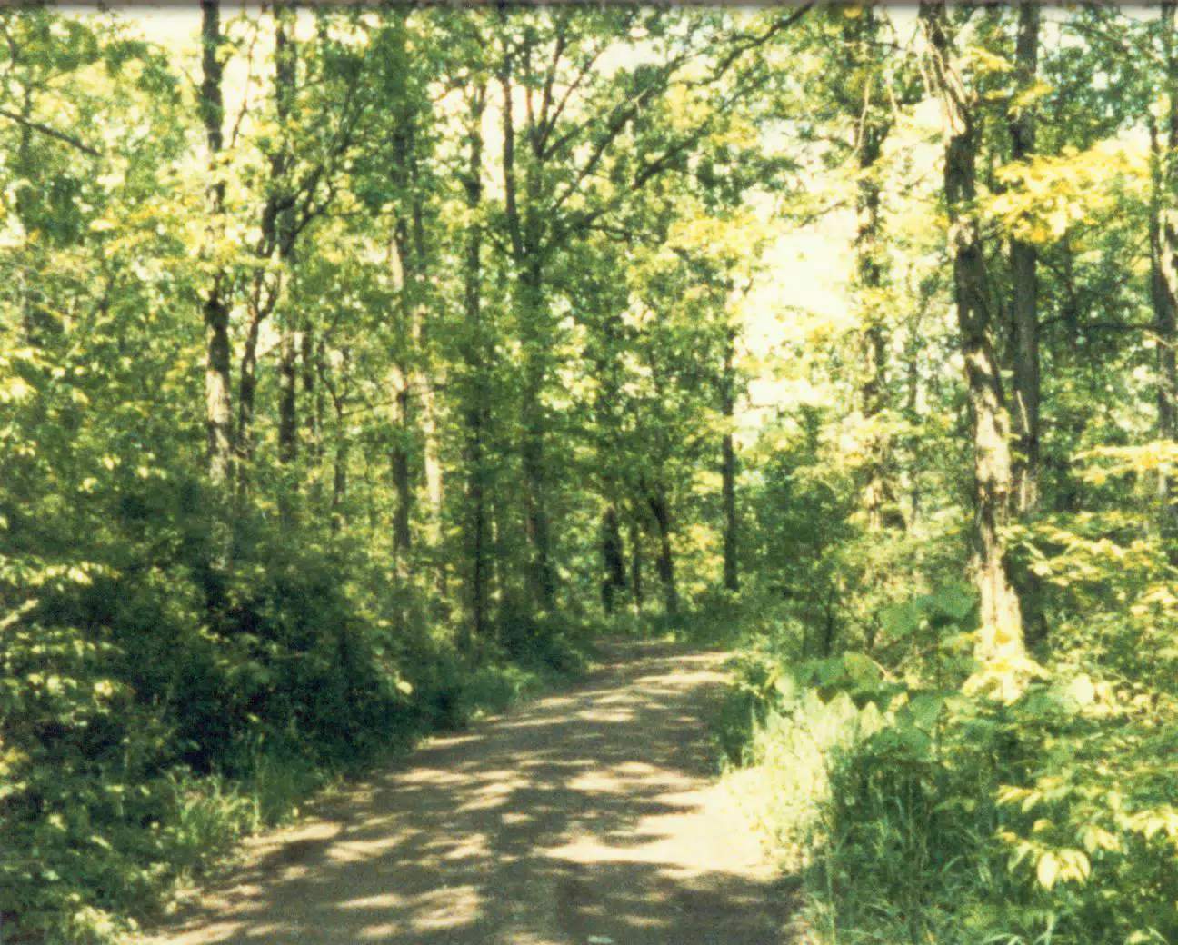 Trail Through Gratwick Estate