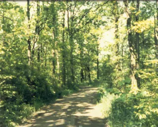 Trail Through Gratwick Estate