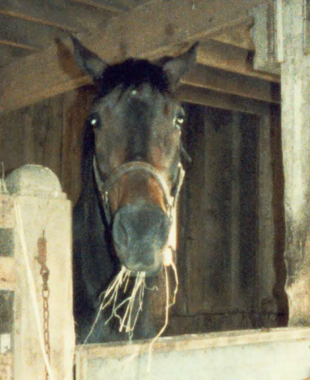 A Holstein Horse