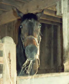 A Holstein Horse