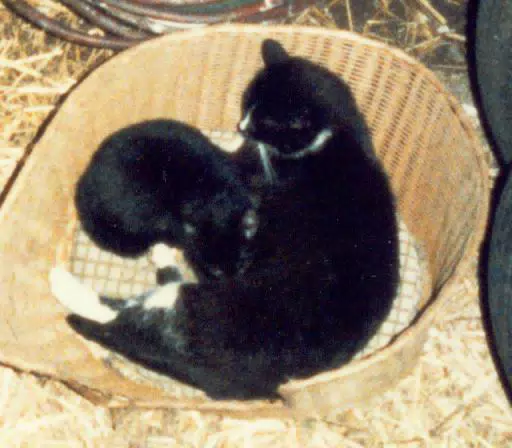 White Nose and Kitten