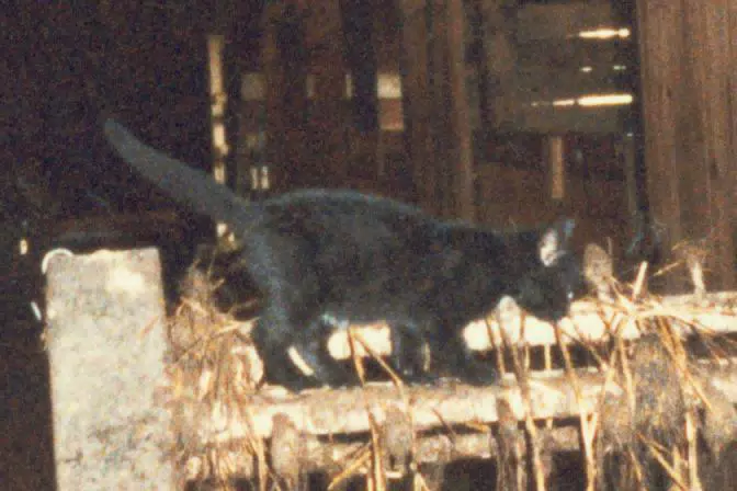 Cat on Manure Spreader