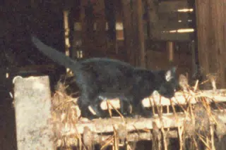 Cat on Manure Spreader