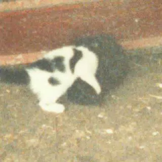 Cats Playing in Barn