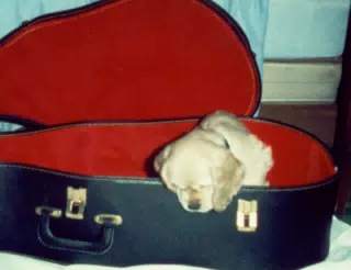 Buffer in Guitar Case