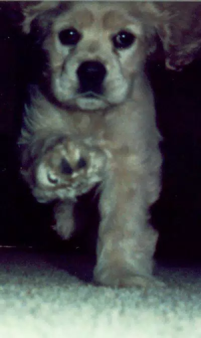 Buffer My Cocker Spaniel