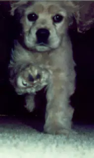 Buffer My Cocker Spaniel
