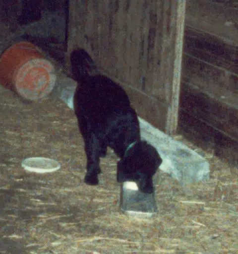 Dog in my Barn