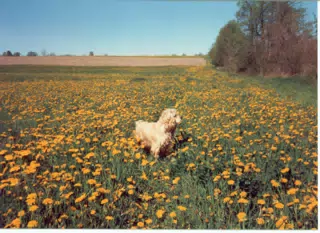Buffer in Field of Dandelions