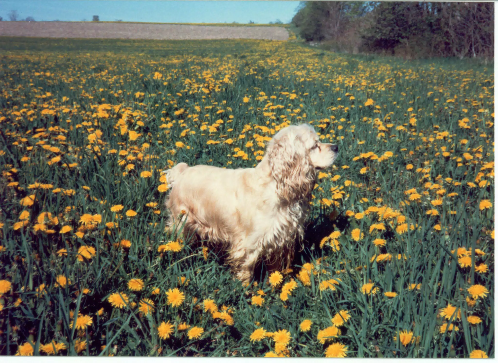 Buffer in Field of Dandelions