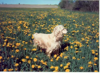 Buffer in Field of Dandelions