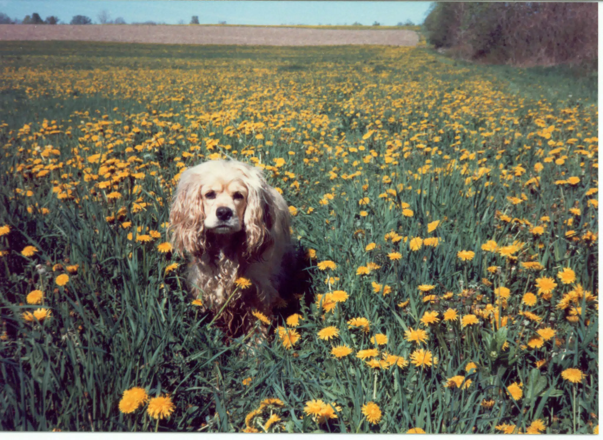 Buffer in Field of Dandelions