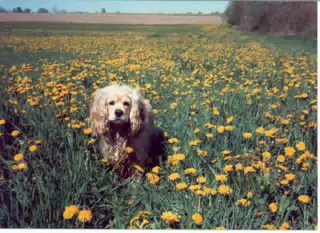 Buffer in Field of Dandelions