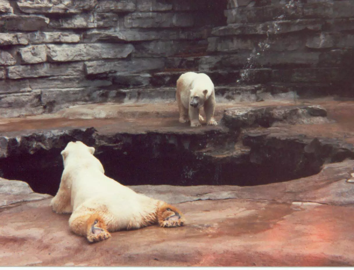 Polar Bears at Zoo