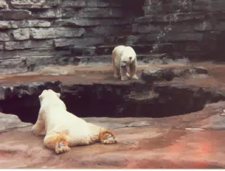 Polar Bears at Zoo