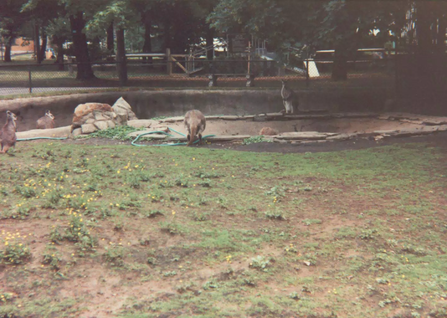 Australian Mammals at Zoo