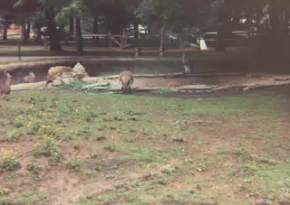 Australian Mammals at Zoo