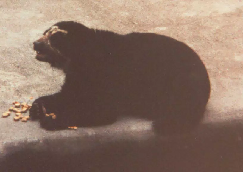 Bear at Zoo