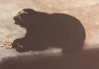 Bear at Zoo