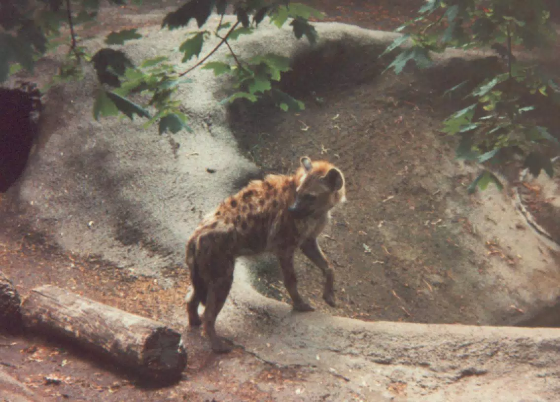 Hyena at Zoo