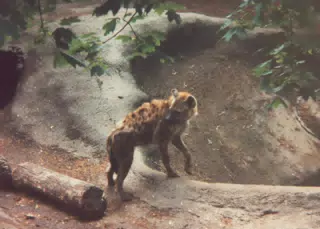 Hyena at Zoo