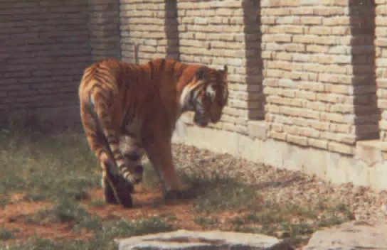 Bengal Tiger at Zoo