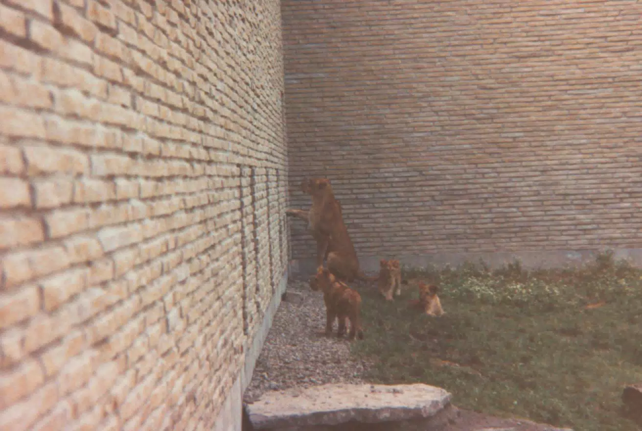 Lions at Zoo