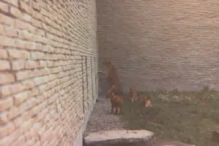 Lions at Zoo