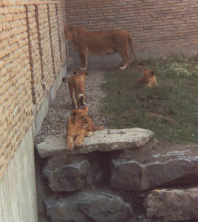Lions at Zoo