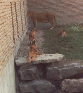 Lions at Zoo