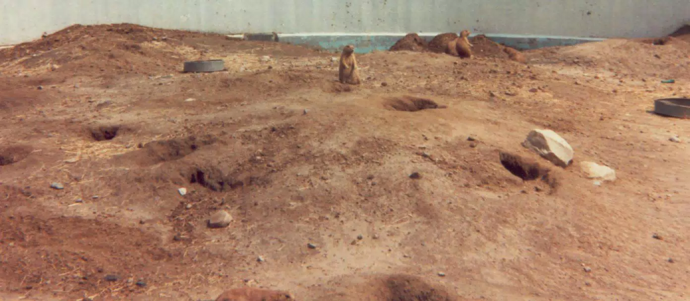Prairie Dogs at Zoo