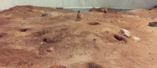 Prairie Dogs at Zoo