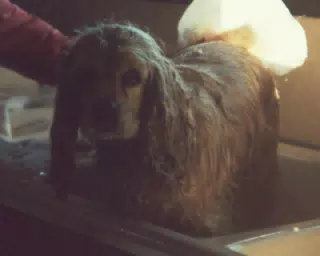 Buffer Getting a Bath