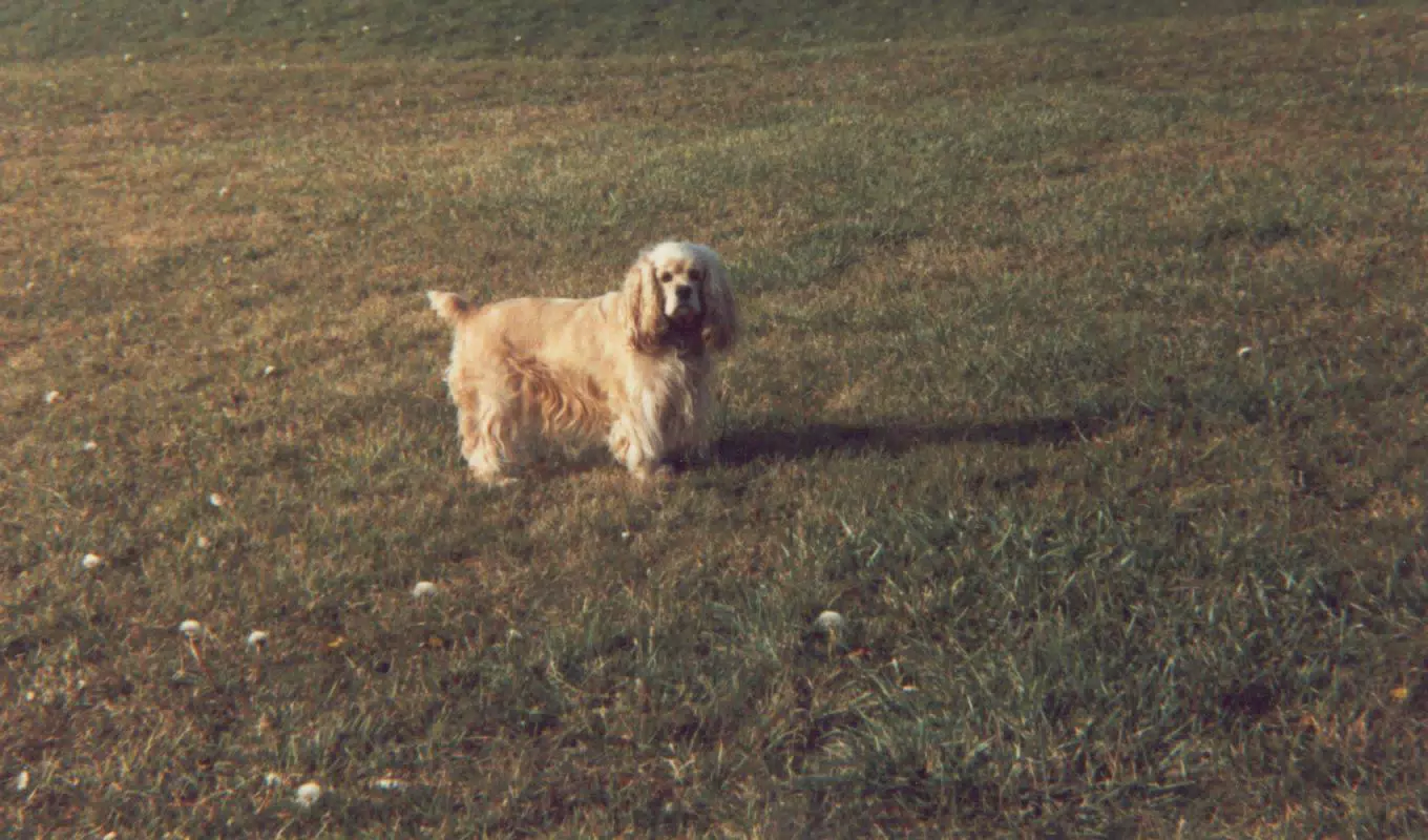 Buffer in Lawn