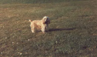 Buffer in Lawn