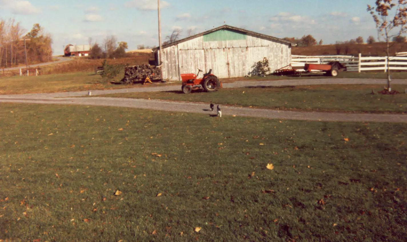 Beamer and Blacknose in Front Lawn