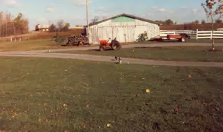 Beamer and Blacknose in Front Lawn