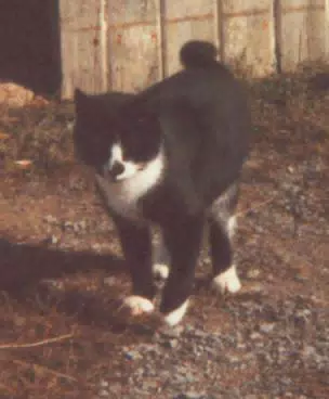 Barn Cat in Front of Barn